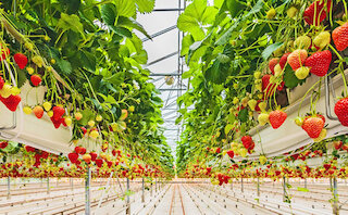 Увлажнение воздуха для теплиц